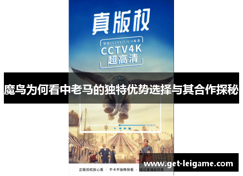 魔鸟为何看中老马的独特优势选择与其合作探秘
